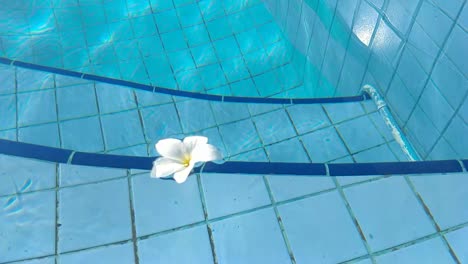 Flower-White-Plumeria-Franzhipan-Floats-In-Pool-Water-In-Summer
