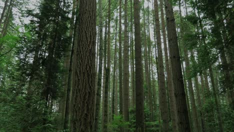 Vancouver,-Britisch-Kolumbien,-Waldbäume.