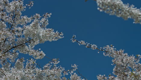 Floral-frame-with-white-blossom-on-cherry-trees-and-blue-sky