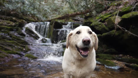White-Lab-smiles-while-posing-in-front-of-a-slow-motion-waterfall-in-the-Blue-Ridge-Mountains