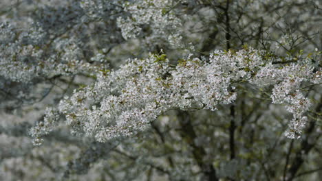 Cherry-tree-in-springtime