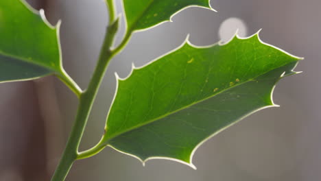 holly-plant-leaves