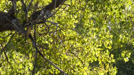 Background-of-backlit-green-leaves-blowing-in-a-light-breeze-with-two-birds-perched-in-a-tree