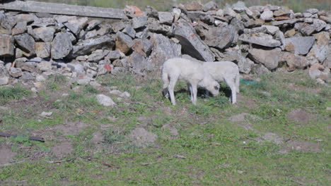 Two-little-lambs-grazing-in-a-field-facing-each-other