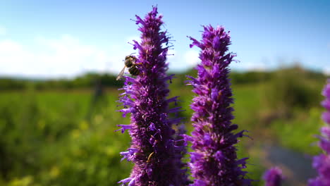 Un-Abejorro-Polinizando-Una-Flor-Silvestre-Púrpura-En-Un-Día-Soleado-De-Verano