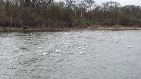 Slow-motion-shot-of-white-Pelicans-in-the-water-below-the-LLELA-water-overflow-on-Lake-Lewisville-in-Texas