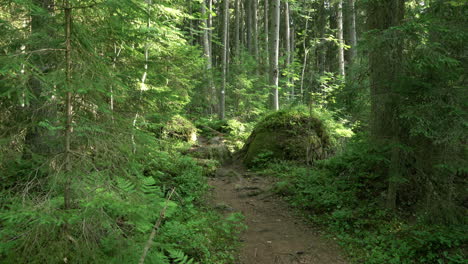 Ancient-mixed-forest.-Footway-over-boulders.-Tilt-up