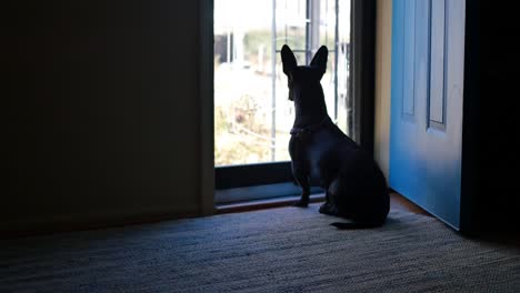 Little-black-dog-with-big-ears-looks-in-anticipation-out-of-a-glass-front-door