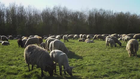 A-flock-of-sheep-is-standing-on-grasslands
