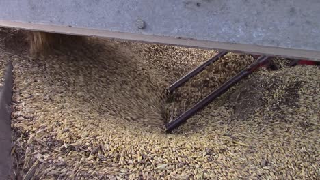 SloMo-Tough-barley-feeding-into-an-auger-that-feeds-into-a-grain-drier