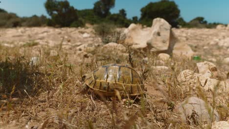 Afghan-tortoise-walking-on-the-dry-land-on-a-sunny-day,-close-up