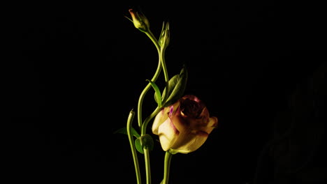 Lisianthus,-Die-Friedensblume,-Blüht-Mit-Leuchtend-Zartvioletten-Und-Weißen-Blüten