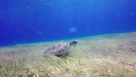 Eine-Meeresschildkröte-Am-Boden-Frisst-Algen