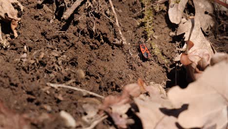 Close-up-shot-of-a-red-fire-bug-trying-to-crawl-up-a-dirt-heap-but-falling-down
