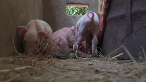 Healthy-and-happy-young-piglets-in-their-pen