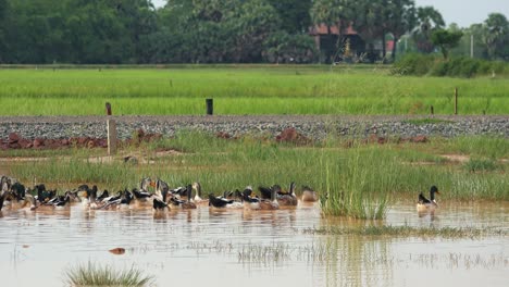 Wide-Shot-of-Ducks-in-a-Pond