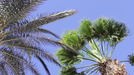 Two-different-kinds-of-palm-trees-in-wind