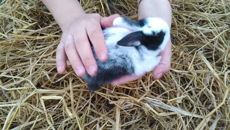 a-woman-is-holding-a-mixed-colored-black-and-white-fluffy-bunny-in-her-hands