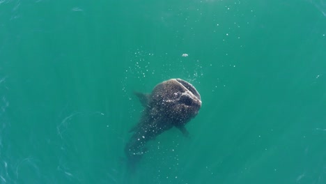 Aerial-cenital-drone-shot-of-a-Whale-Shark-eating-in-the-Sea-of-Cortez,-La-Paz,-Baja-California-Sur