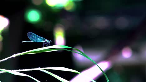 Nahaufnahme-Einer-Blauen-Libelle,-Die-Auf-Schilf-Landet,-Ein-Ebenholzfarbener-Juwelenflügel,-Der-In-Zeitlupe-Davonfliegt