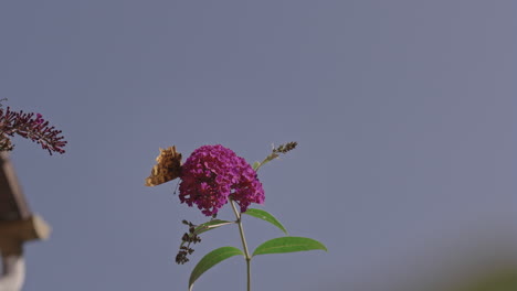 Butterfly-in-the-garden-on-a-pink-buddleja-flower,-shot-in-240fps