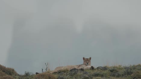 Puma-laying-down-with-mountains-in-the-background