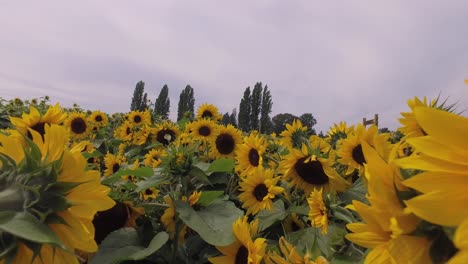 Nahaufnahme-Eines-Sonnenblumenfeldes-4k