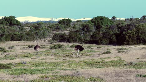 An-Ostrich-pair-walk-with-their-chicks-over-the-grassland-in-Africa
