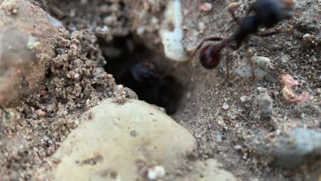 Ameisen-Betreten-Und-Verlassen-Den-Ameisenhaufen,-Makroaufnahme