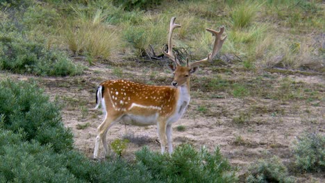 A-male-fallow-deer-with-a-large-antler-looks-around
