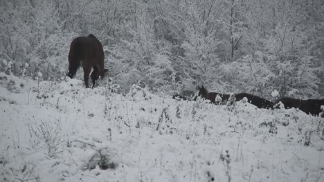 Herd-of-wild-horses-passing-by-on-a-hill-on-a-cold-winter-day-with-snow-over-trees
