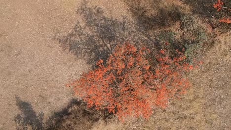 Orange-Flower-Tree-Aerial-Footage-|-India