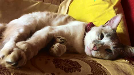 Müde-Schlafende-Katze-An-Einem-Friedlichen-Nachmittag,-Schlafend-Auf-Seiner-Gelben-Und-Roten-Couch