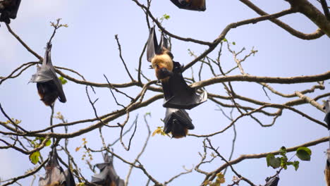 Gruppe-Von-Fledermäusen,-Die-An-Einem-Toten-Baum-In-Sri-Lanka-Hängen