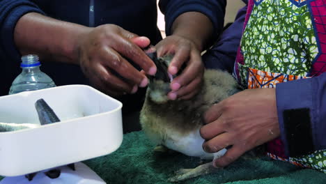Force-feeding-a-rescued-African-penguin-chick-with-down-feathers-fish,-side-view-in-Gansbaai,-South-Africa