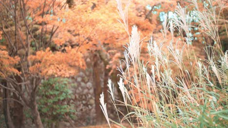 Beautiful-orange-leaves-blowing-in-autumn-season-in-Kyoto,-Japan-slow-motion-soft-lighting-4K