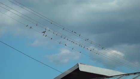 View-of-swallows-sitting-on-powerline-against-backdrop-of-blue,-cloudy-sky-and-rooftop-in-bottom-half-of-frame