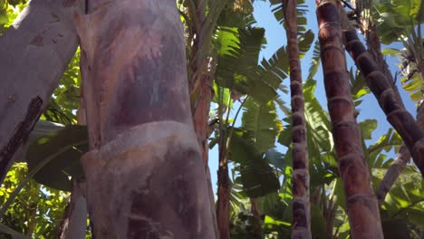 Bewegende-Aufnahme-Tropischer-Bäume-Mit-Bananenstauden,-Kokospalmen-Und-Palmen