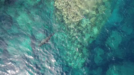 Aerial-Cenital-Shot-Of-A-Sea-Lion-Swimmingin-\"la-Lobera\"-In-The-Partida-Island,-Baja-California-Sur