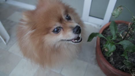 Pomerania-looking-at-his-owner