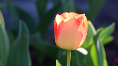 Petal-Tulip-flower-blooming-outdoor-garden-in-springtime,-orange-colour,-beautiful-blossoms-flower-from-Netherlands