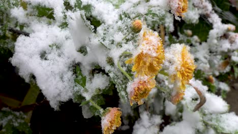 Gelbe-Chrysanthemen-Und-Schnee-In-Nahaufnahme