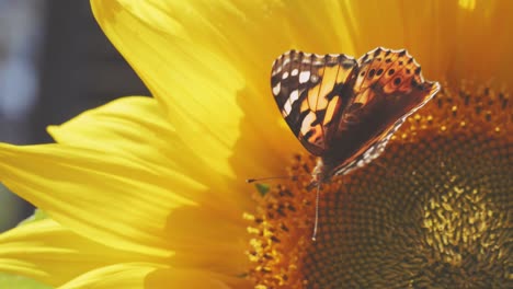 Mariposa-Sentada-En-Girasol-Y-Bebiendo-Néctar,-Flores-Florecientes-De-Polinización-De-Temporada,-Día-Soleado,-Cerrar