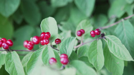 small-red-berries-on-a-bush