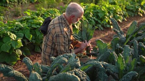 Close-up-slow-motion-of-farmer-picking-kale-in-the-field-at-sunset