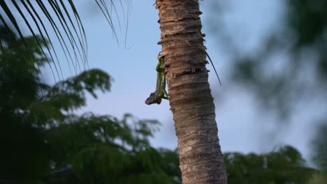 Small-juvenile-green-iguana-sitting-on-a-palm-tree-trunk-upside-down-and-turning-it-head-side-to-side