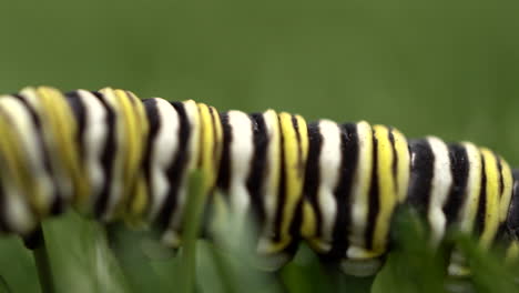 The-Monarch-caterpillar-walks-on-grass
