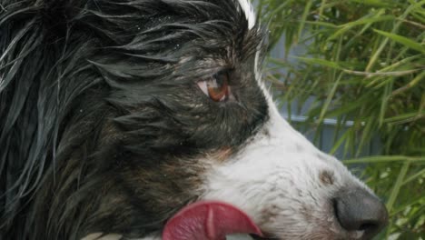 A-wet-australian-shepherd-looking-to-the-right-side-of-the-frame,-while-licking-his-snout