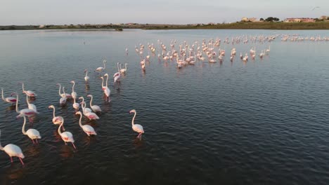 Aerial-birds-eye-shot-showing-flock-of-pink-flamingos-cooling-in-lake