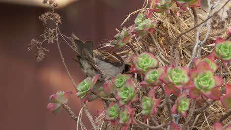House-Sparrow-Male-Feeding-Chicks-In-Nest-Surrounded-In-Beautiful-Flowers